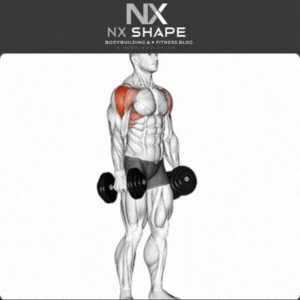 Dumbbell Lateral raise