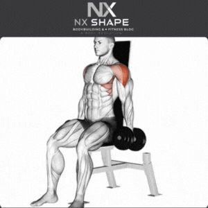 Dumbbell Lateral raises